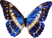 mariposa  gif  dubravka4 - Δωρεάν κινούμενο GIF