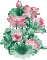 soave deco branch flowers water lilies pink green - PNG gratuit