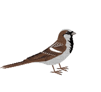 bird - GIF animate gratis