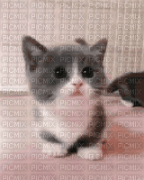 sweet kitty dannydunny - GIF animé gratuit