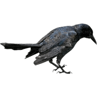 crow - zadarmo png