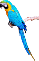 parrot - kostenlos png