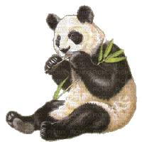 Kaz_Creations Animals Pandas Panda - Ingyenes animált GIF