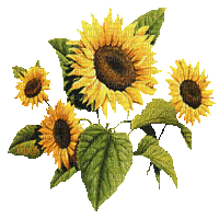 sunflowers gif tournesol - Free animated GIF