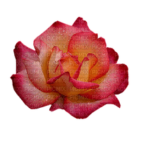 dulcineia8 rosas - ücretsiz png