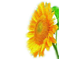 sunflower sonnenblume tournesol - 無料png