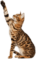 MMarcia gato chat cat - png gratuito