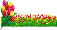 loly33 tulipe - png gratis