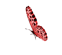 papillon rouge red butterfly gif