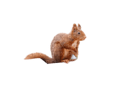 écureuil - kostenlos png