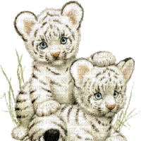 white tiger bp - Gratis geanimeerde GIF