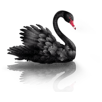 cisne negro  dubravka4 - png gratis