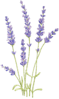 lavender Bb2 - 無料png