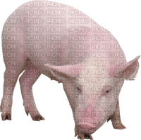 Kaz_Creations Pig - безплатен png