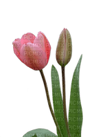 Kaz_Creations Deco Flowers Tulips Flower - бесплатно png