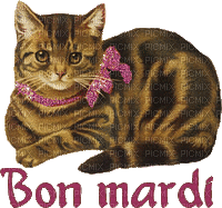 bon mardi chat - 無料のアニメーション GIF
