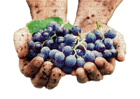 grapes bp - zdarma png