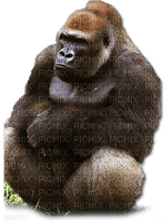 Kaz_Creations Gorilla - PNG gratuit