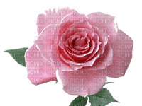 rose - pink - PNG gratuit