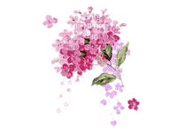Flower - darmowe png