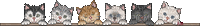 frise de chatons - GIF animé gratuit