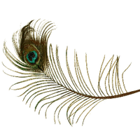 Peacock feather - kostenlos png