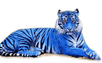 Rena blue Tiger Raubkatze - bezmaksas png