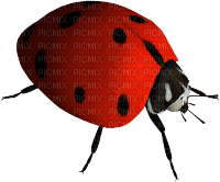 ladybug - png ฟรี