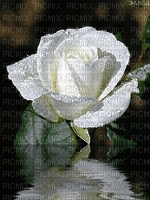 Rosa blanca - Безплатен анимиран GIF