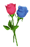 rózsák - GIF animate gratis