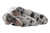 dog hund chien animal sweet sleep  deco tube puppies chiots - PNG gratuit