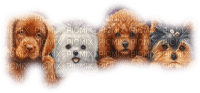 cecily-chiens - png gratis