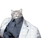 Kaz_Creations Funny 😂 Cat Kitten - PNG gratuit