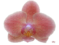 orchidée - Безплатен анимиран GIF