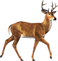 deer png - png grátis