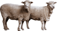 Kaz_Creations Sheep - PNG gratuit