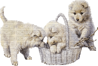 dog in basket bp - Free animated GIF