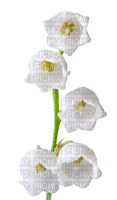 flowers lily of the valley bp - Free PNG