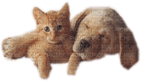 chat&chien - zadarmo png