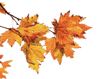 leaf,autumn,fall - bezmaksas png