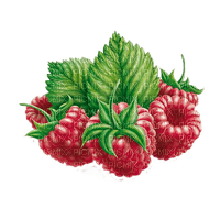 Himbeeren, Raspberries - png gratis
