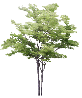 tree - Animovaný GIF zadarmo