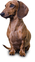 dachshund dog - png gratis
