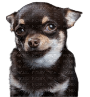 Chihuahua - bezmaksas png