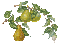 pears bp - Ingyenes animált GIF