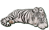 white tiger - Kostenlose animierte GIFs