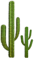 succulent plants bp - png gratis