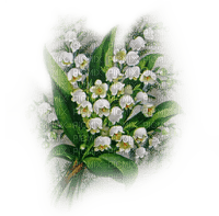 flores lirios del valle dubravka4 - zdarma png