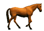 Horse Walking - Bezmaksas animēts GIF