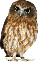 minou-bird-owl-brown-fågel-uggla-brun